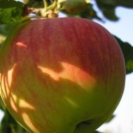 Саженец Яблоня Чемпион